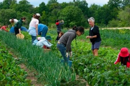 Mô hình phát triển farmstay trào lưu mới