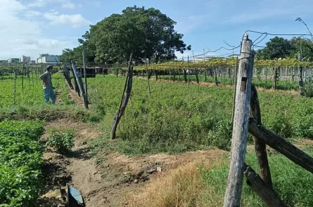 Cần sang lại 517m2 đất HNK khu 7 Quẹo phường Bảo An chỉ 490tr