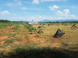 Cần bán farm 3,3ha tại Bác Ái ngay Cầu Sông Cái chỉ 6.x tỷ